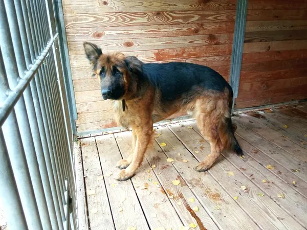 Pies do adopcji, Orzechowce, 28 września 2021