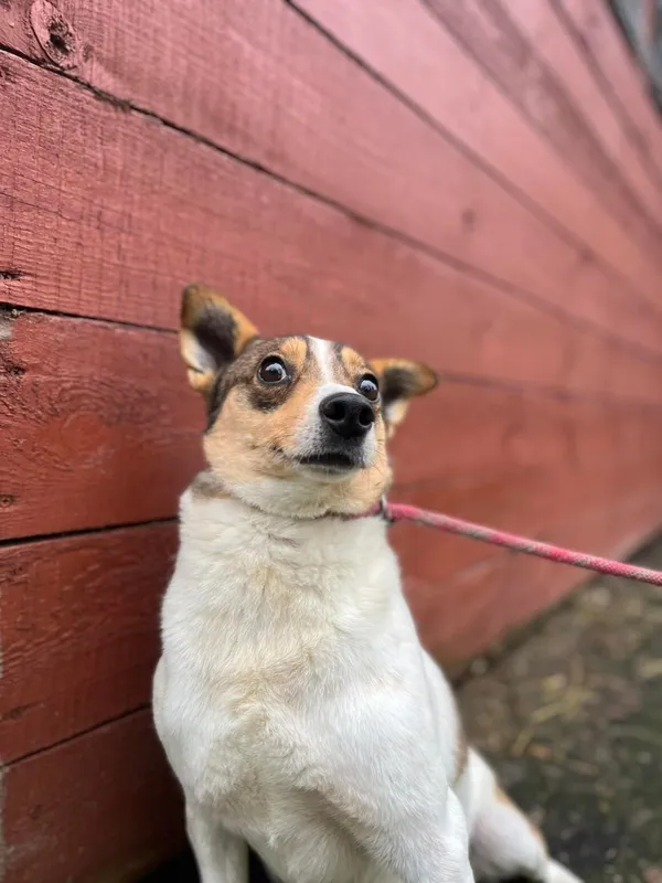 Pies do adopcji, Starogard Gdański, 2 grudnia 2022 (2/2)