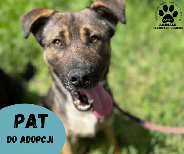 Pies do adopcji, Starogard Gdański, 22 maja 2023 (1/2)