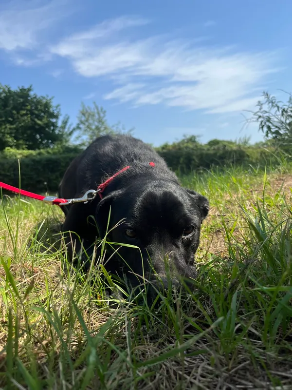 Pies do adopcji, Starogard Gdański, 4 sierpnia 2022 (3/3)