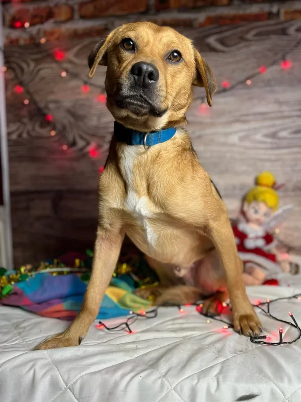 Pies do adopcji, Starogard Gdański, 21 grudnia 2022 (2/2)