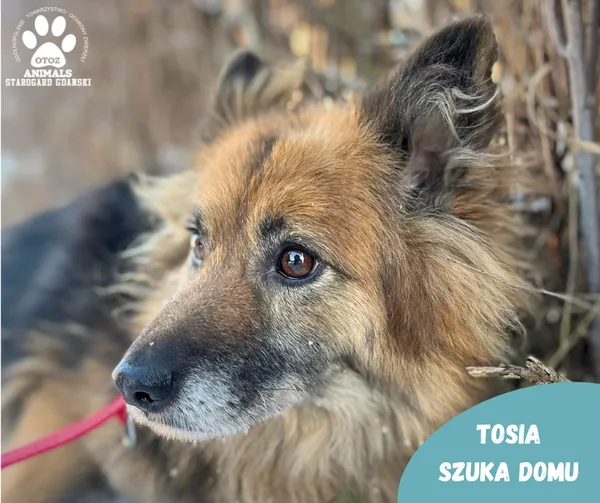 Pies do adopcji, Starogard Gdański, 2 grudnia 2022 (2/2)
