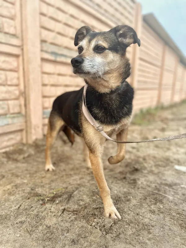 Pies do adopcji, Starogard Gdański, 25 lutego 2021 (2/2)