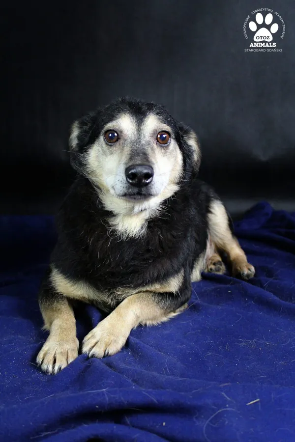 Pies do adopcji, Starogard Gdański, 12 stycznia 2021 (2/4)