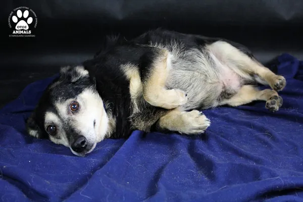 Pies do adopcji, Starogard Gdański, 12 stycznia 2021 (4/4)