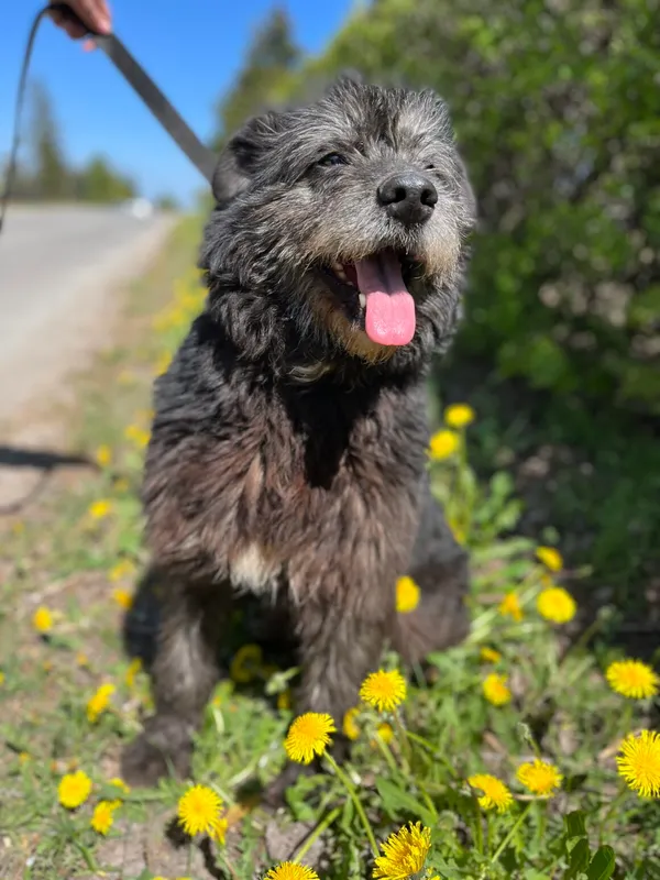 Pies do adopcji, Starogard Gdański, 21 marca 2023