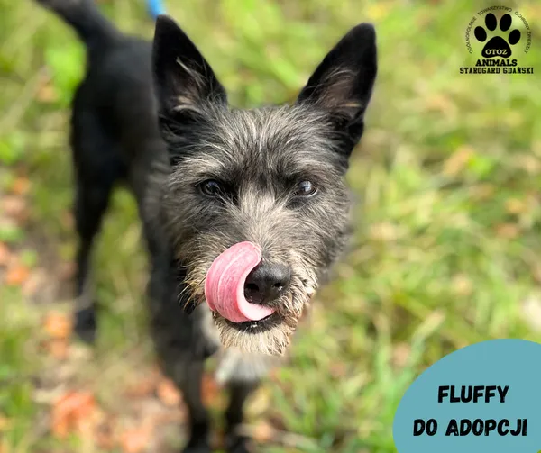Pies do adopcji, Starogard Gdański, 8 września 2023 (1/2)