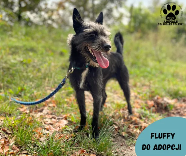 Pies do adopcji, Starogard Gdański, 8 września 2023 (2/2)
