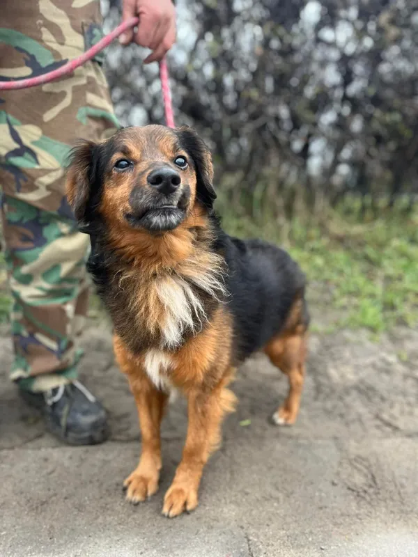 Pies do adopcji, Starogard Gdański, 2 grudnia 2022 (4/4)