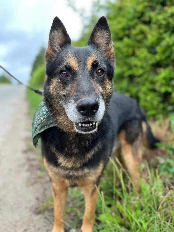 Pies do adopcji, Starogard Gdański, 11 grudnia 2021 (1/4)