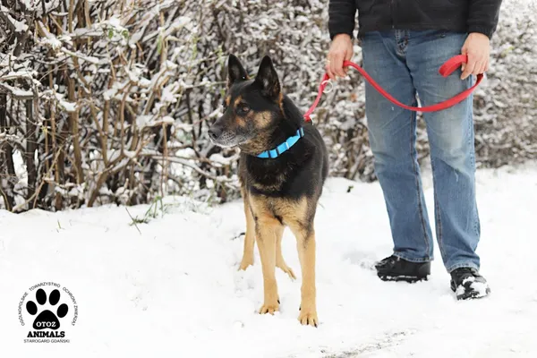 Pies do adopcji, Starogard Gdański, 11 grudnia 2021 (2/4)