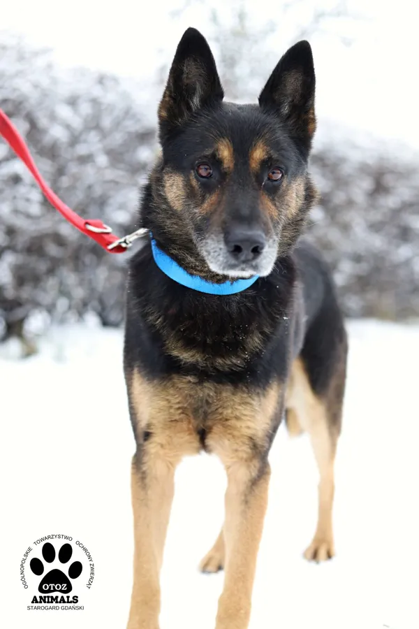 Pies do adopcji, Starogard Gdański, 11 grudnia 2021 (3/4)