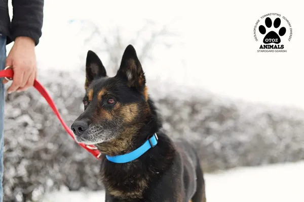 Pies do adopcji, Starogard Gdański, 11 grudnia 2021 (4/4)