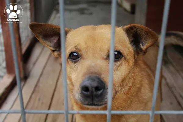 Pies do adopcji, Starogard Gdański, 25 marca 2021 (2/3)