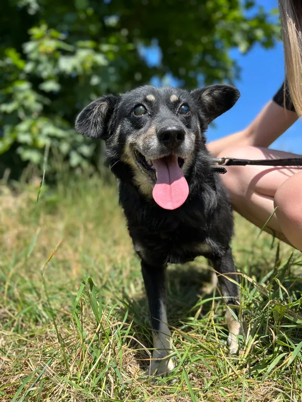 Pies do adopcji, Starogard Gdański, 7 marca 2022 (1/2)