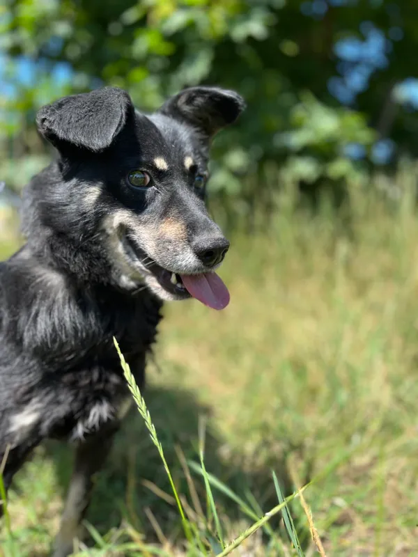 Pies do adopcji, Starogard Gdański, 7 marca 2022 (2/2)