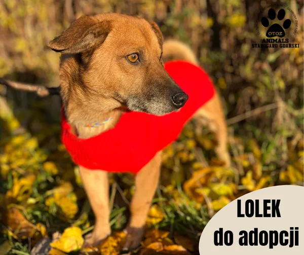 Pies do adopcji, Starogard Gdański, 24 stycznia 2024 (1/2)
