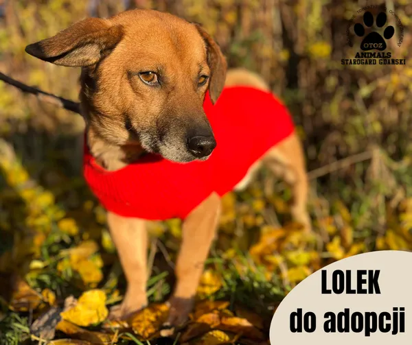 Pies do adopcji, Starogard Gdański, 24 stycznia 2024 (2/2)