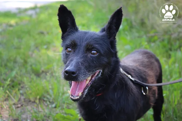 Pies do adopcji, Starogard Gdański, 14 lipca 2021 (1/5)