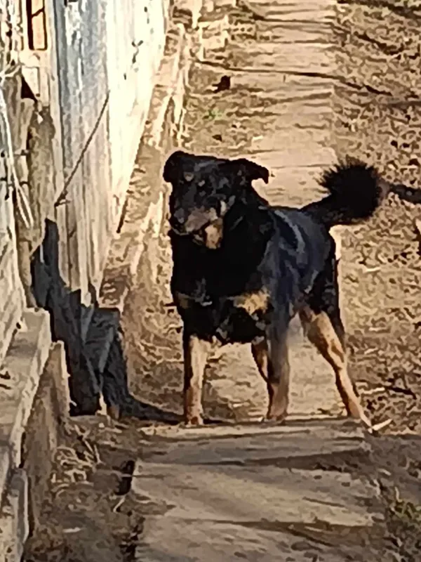 Pies do adopcji, Orzechowce, 5 sierpnia 2023 (1/4)