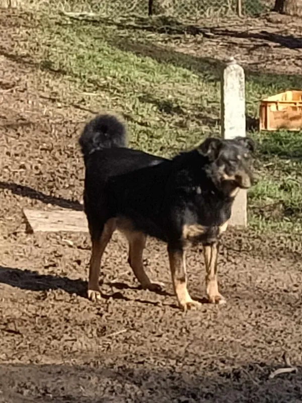 Pies do adopcji, Orzechowce, 5 sierpnia 2023 (2/4)