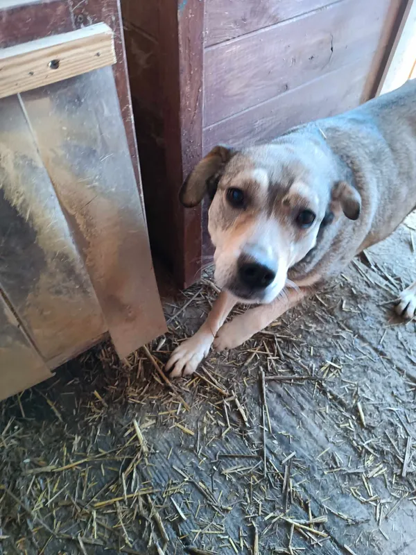 Pies do adopcji, Orzechowce, 5 sierpnia 2023 (2/5)