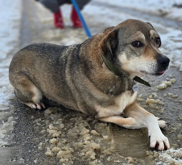 Pies do adopcji, Orzechowce, 5 sierpnia 2023 (3/5)