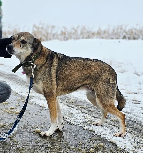 Pies do adopcji, Orzechowce, 5 sierpnia 2023 (4/5)