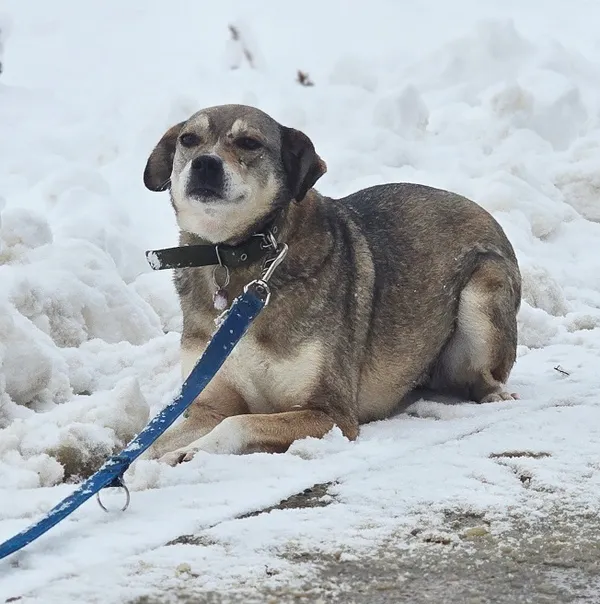 Pies do adopcji, Orzechowce, 5 sierpnia 2023 (5/5)
