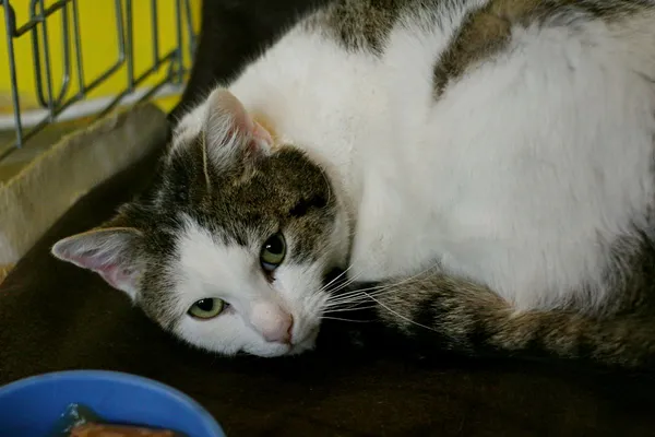 Znaleziono kota, Wałbrzych, 11 lutego 2024