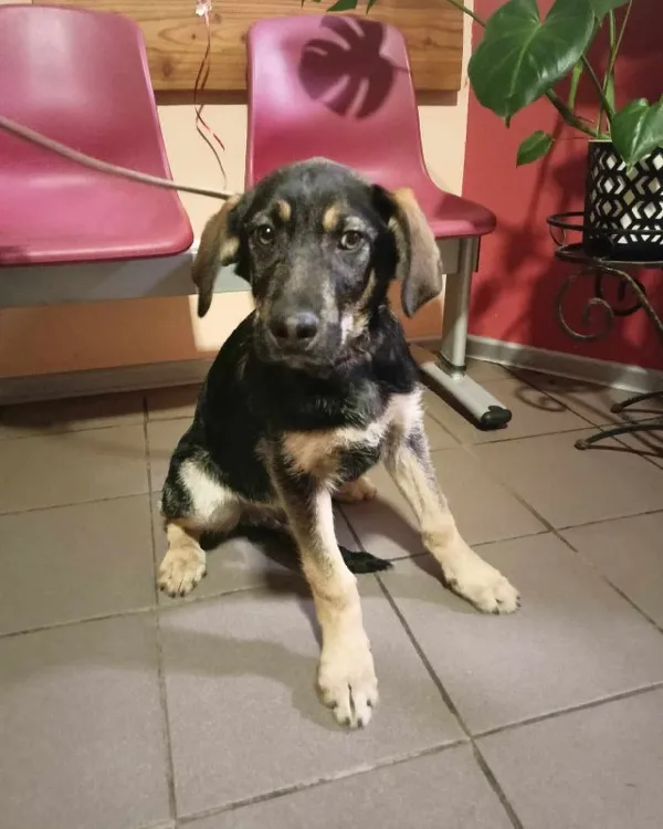 Znaleziono psa, Młodolino, 13 lutego 2024