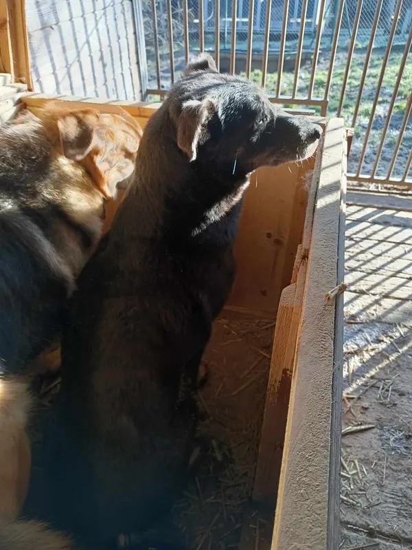 Pies do adopcji, Orzechowce, 5 sierpnia 2023 (3/5)