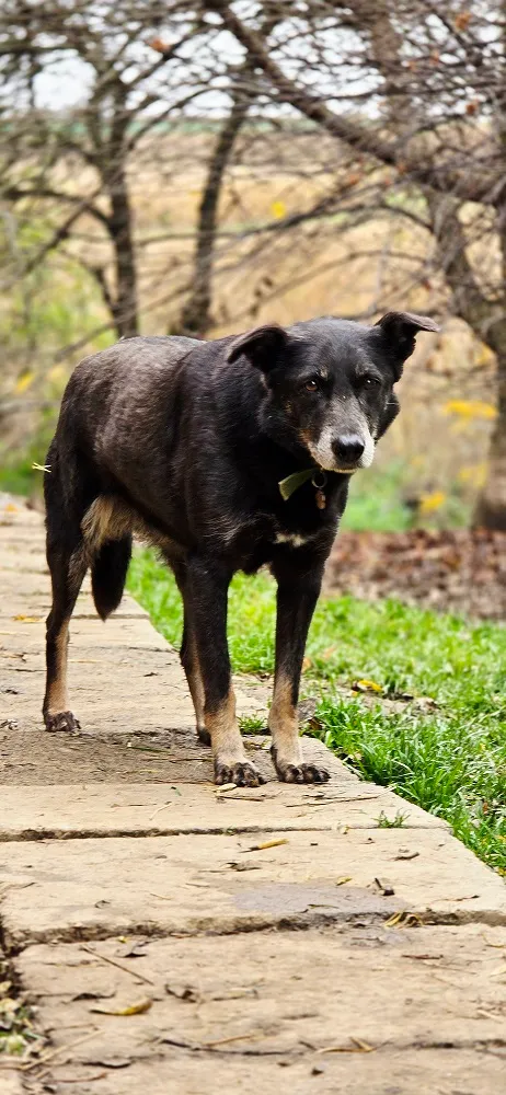 Pies do adopcji, Orzechowce, 5 sierpnia 2023 (5/5)