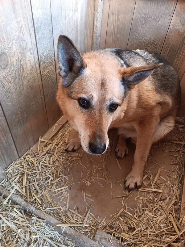 Pies do adopcji, Orzechowce, 5 sierpnia 2023 (1/5)