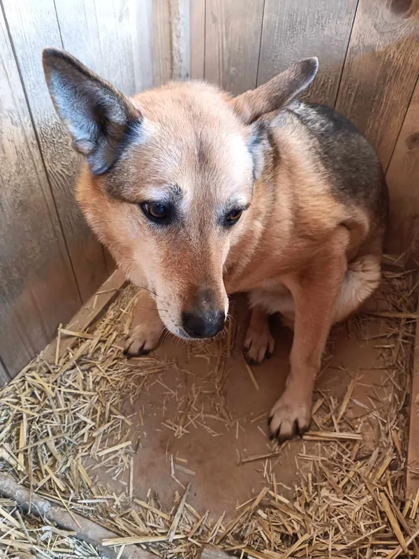 Pies do adopcji, Orzechowce, 5 sierpnia 2023 (3/5)