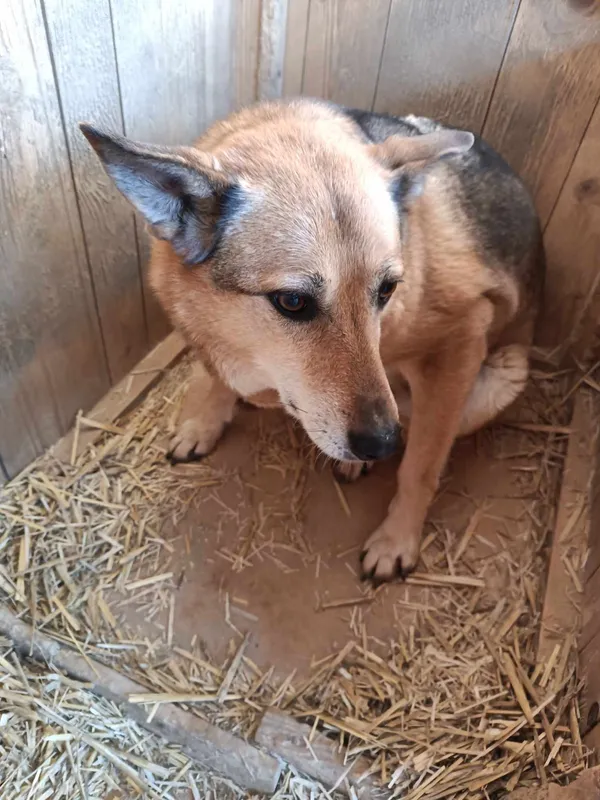 Pies do adopcji, Orzechowce, 5 sierpnia 2023 (4/5)