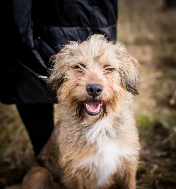 Pies do adopcji, Piła, 25 listopada 2023 (1/4)