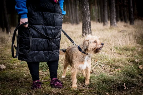 Pies do adopcji, Piła, 25 listopada 2023 (2/4)