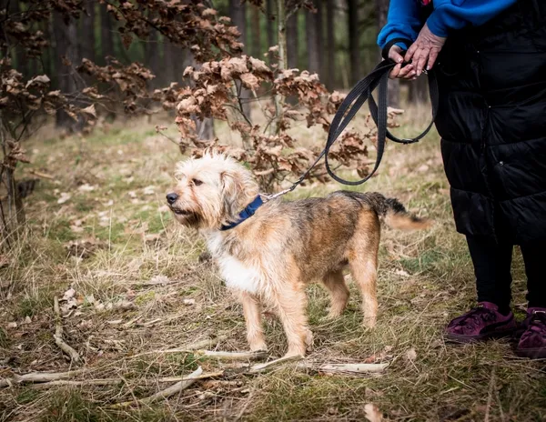 Pies do adopcji, Piła, 25 listopada 2023 (3/4)