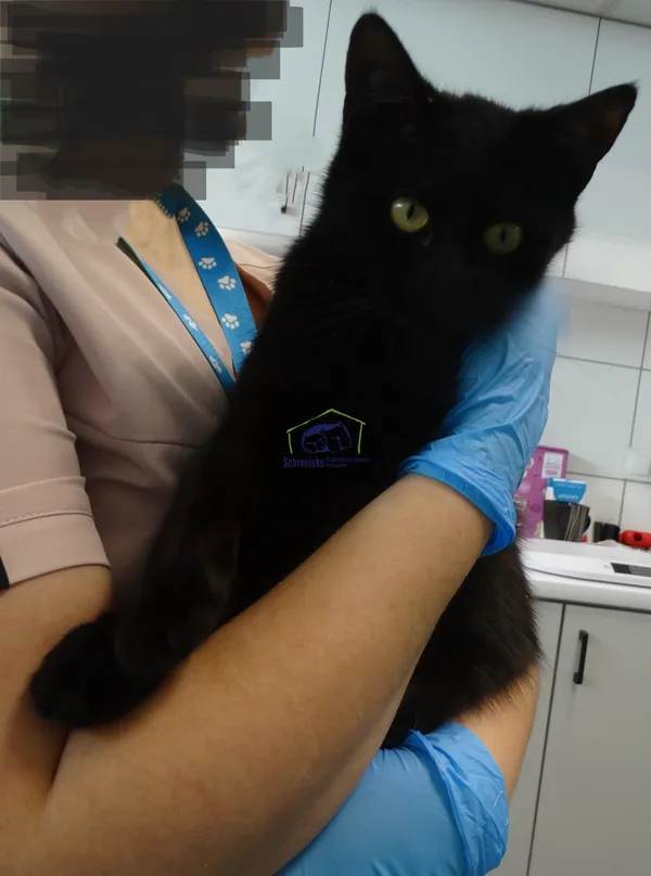 Znaleziono kota, Szczecin, 16 lutego 2024