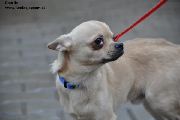 Pies do adopcji, Nowy Dwór Mazowiecki, 16 lutego 2024 (2/5)