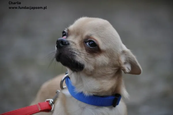 Pies do adopcji, Nowy Dwór Mazowiecki, 16 lutego 2024 (3/5)