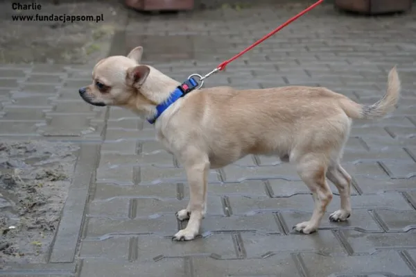 Pies do adopcji, Nowy Dwór Mazowiecki, 16 lutego 2024 (4/5)