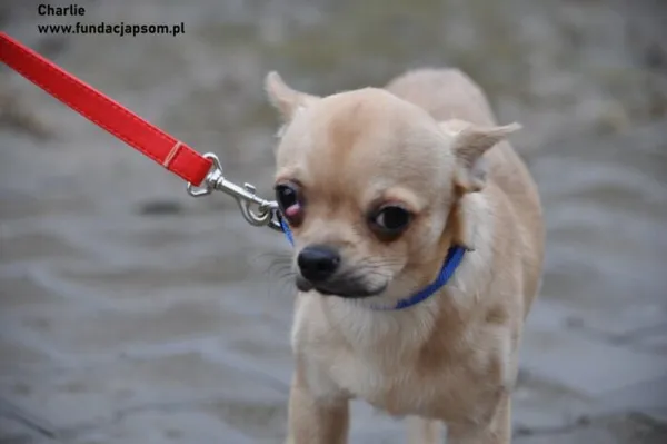 Pies do adopcji, Nowy Dwór Mazowiecki, 16 lutego 2024 (5/5)