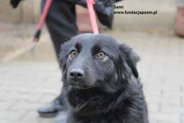 Pies do adopcji, Nowy Dwór Mazowiecki, 16 lutego 2024 (1/4)