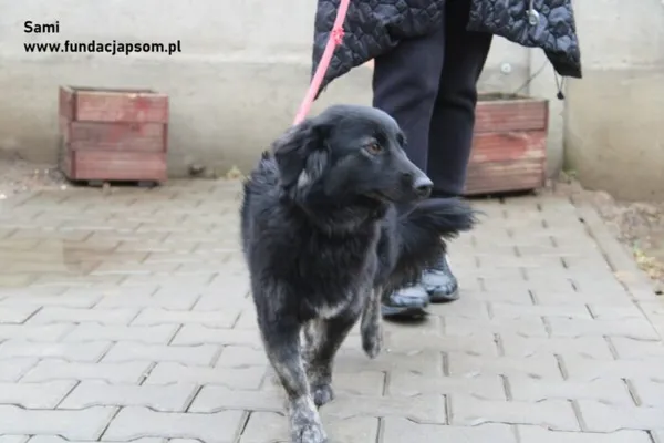 Pies do adopcji, Nowy Dwór Mazowiecki, 16 lutego 2024 (4/4)