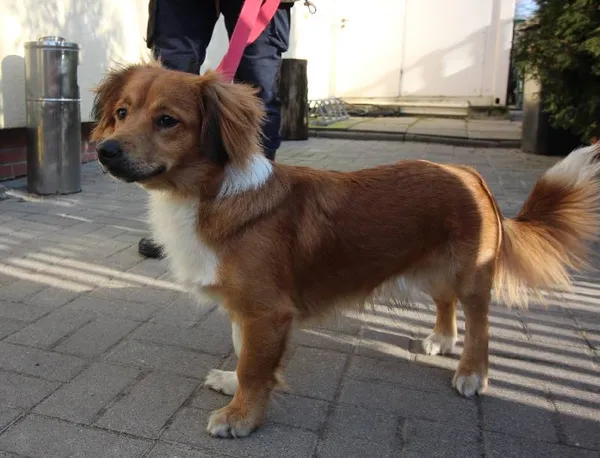 Znaleziono psa, Łódź, 16 lutego 2024 (1/2)