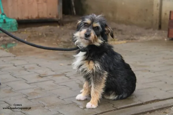 Pies do adopcji, Nowy Dwór Mazowiecki, 16 lutego 2024 (2/4)