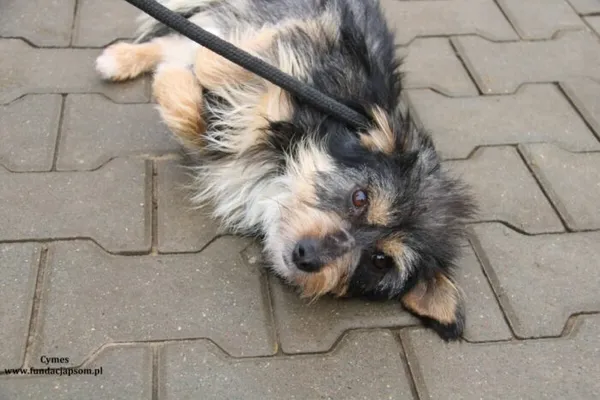 Pies do adopcji, Nowy Dwór Mazowiecki, 16 lutego 2024 (4/4)