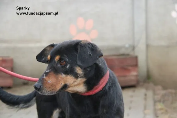 Pies do adopcji, Nowy Dwór Mazowiecki, 16 lutego 2024 (1/3)